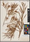 Foto von Salix fluviatilis Nutt.